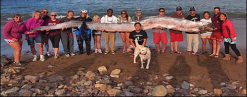 This photo released courtesy of the Catalina Island Marine Institute taken on Sunday Oct. 13, 2013 shows the crew of sailing school vessel Tole Mour and Catalina Island Marine Institute instructors holding an 18-foot-long oarfish that was found in the waters of Toyon Bay on Santa Catalina Island, California. A marine science instructor snorkeling off the Southern California coast spotted the silvery carcass of the 18-foot-long, serpent-like oarfish. (AP Photo/Catalina Island Marine Institute) Photo: HONS, AP