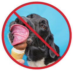 ‘I Scream’ About the Hottest Frozen Treat