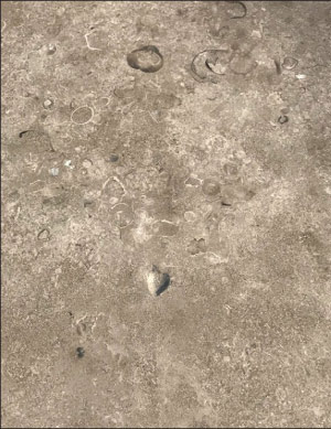 Fossil shells in Phenix Fleuri are random and unique